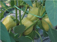 a38f5485-Picture 145.jpg